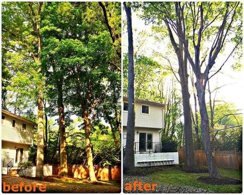 Maintenance pruning and removing limbs from over a clients home.