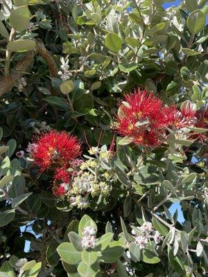 Red Lehua Blossoms