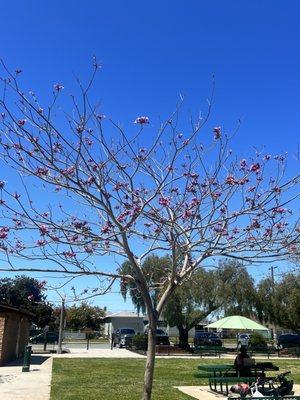 Cherry blossom