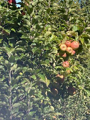 Stepp's Hillcrest Orchard