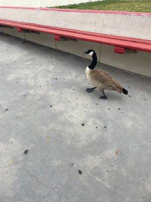 a goose