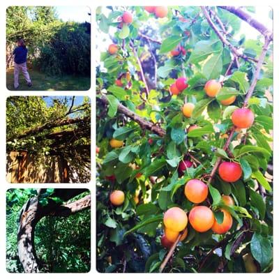 So sad this plum tree fell over! It's so gorgeous! The City has so many beautiful trees! This one was along the creek!