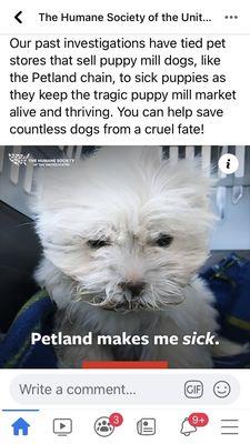 Investigations have tied Petland to Puppy Mills, with dogs bred over and over in deplorable conditions.