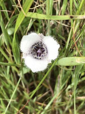 One of the flowers in Bodega Bay on "Shorttail Gulch Beach Trail"