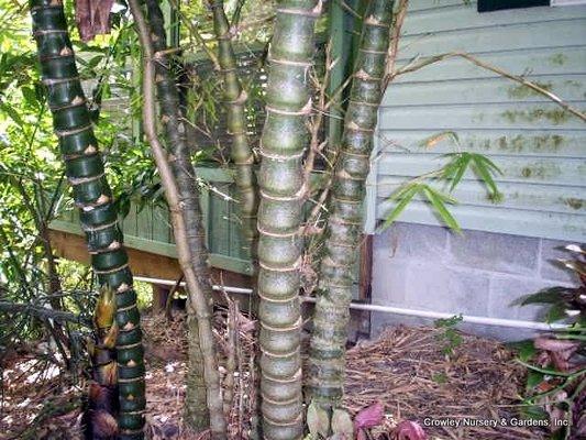 Bambusa Wamin dwarf buddha 12 ft clumper we have bamboo all sizes and the largest selection on this coast.  All clumpers not runners