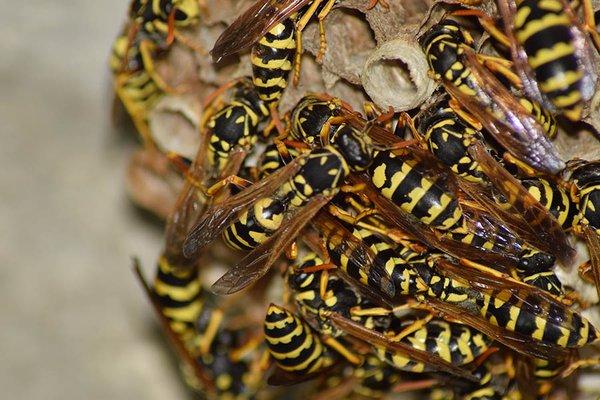 Wasp Nests