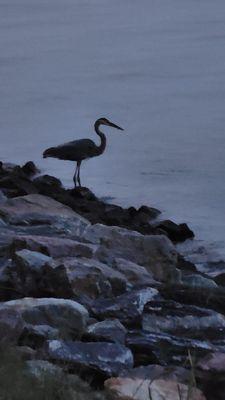 Blue heron fishing at Cross Rip Campground