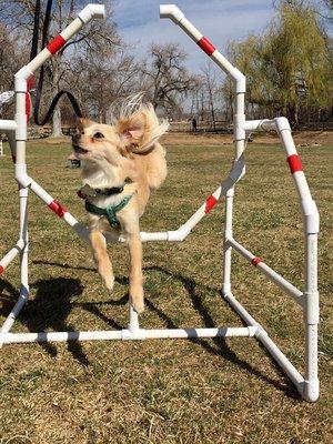 Pups love trying out the agility course in our spacious pasture!