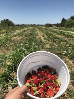 Picked some fresh strawberries!