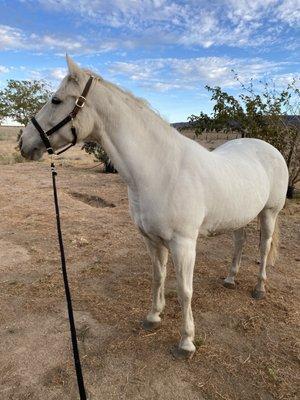 Showing off her new halter and rope