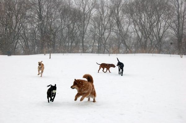 Estabrook Dog Park.