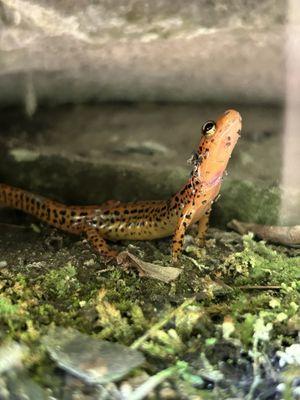 Little Salamander trying to catch some rays