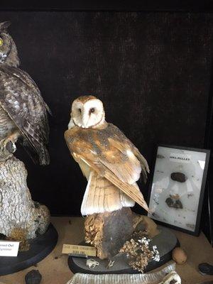 Barn owl