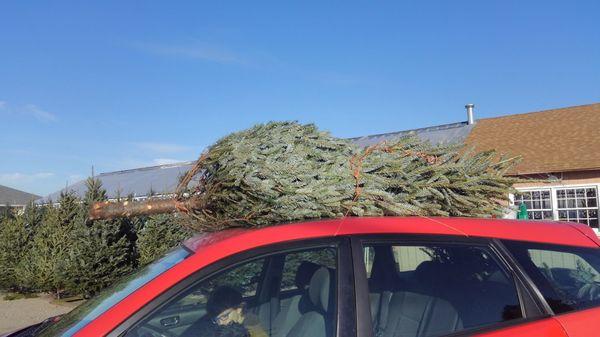 Found a beautiful Frazier Fir today at Heidenreich.