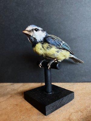 Eurasian blue bird taxidermy