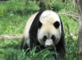 Get the chance to get up close to giant pandas.