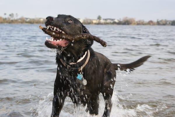 The Pet Bow-Tique