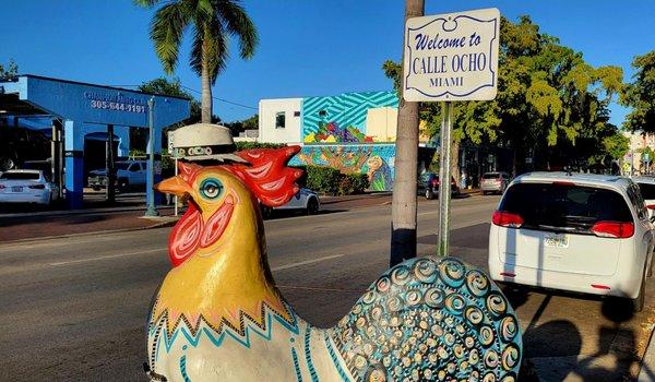 One of many chickens in Little Havana to remind the Cuban families of the chickens running around loose in Cuba