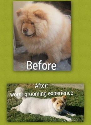 WORST GROOMING EXPERIENCE! Please see the review I left for more details! I am devastated!