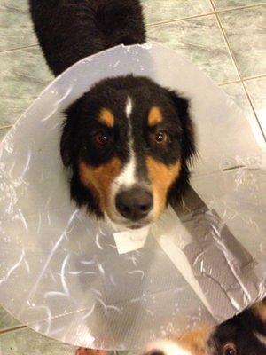 It's all fun and games until someone ends up in a cone!