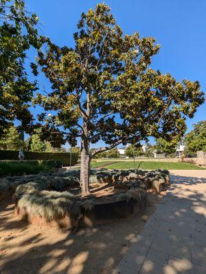 Tree in the sculpture garden