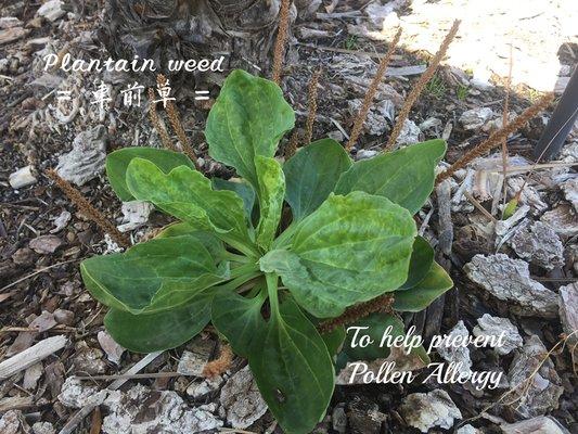 Plantain Weed = 車前草