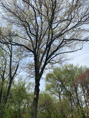 Pin oak with all the deadwood out and the lower limbs removed (I'll have a yard again!)