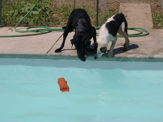 Our guests enjoying the pool.