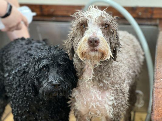 Some dogs prefer to stick together!  We love these two, and it's always a fun day grooming them side by side!