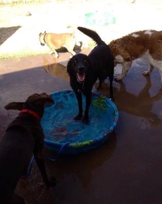 They even leave a kiddy pool out for the pups when it is hot.