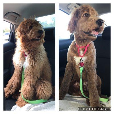 Tao before and after his first real grooming from Kanine Klippers.