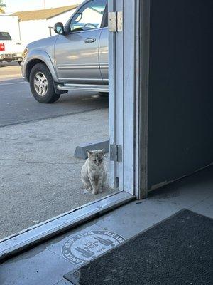 Shop cat peeking in while my sequoia was worked on. 8-30-24