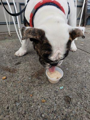 They have a dog safe ice cream made from peanut butter, banana and dog biscuits!