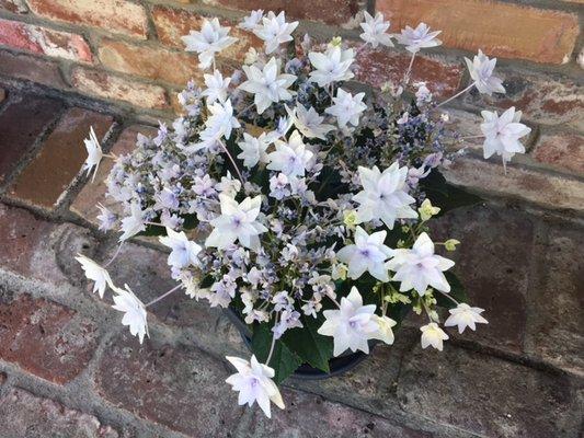 Diane's Shooting Star hydrangea June 2017