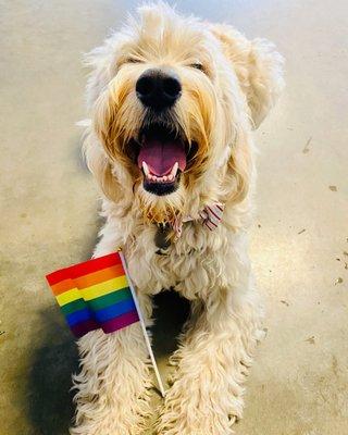 Pride pup!