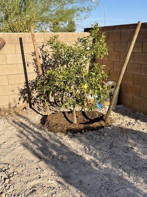 After Moon Valley. Our gorgeous tangerine tree.