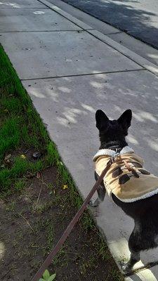 Bruiser and I frequent this area. We feel secure walking up for outdoor banking.