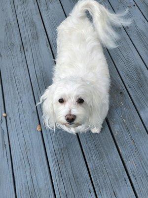 Coton de Tulear