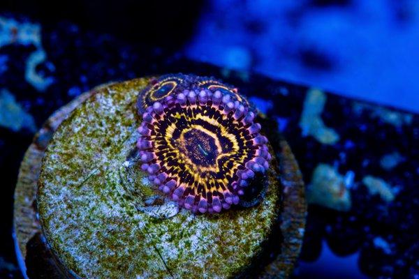 Stratosphere Zoa