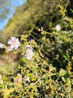 DON'T PICK THE FLOWERS - they won't continue to flourish if you do! Leave nature as you found it