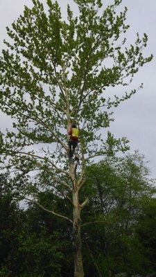 JED Enterprises Tree Service