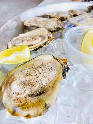 Fresh shucked oyster