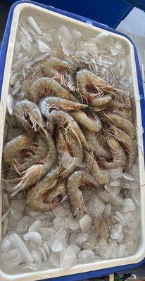 Fresh shrimp