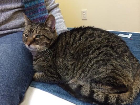 Kitty getting acupuncture for kidney disease and inflammatory bowel disease