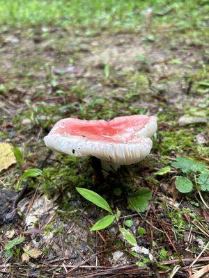 mushroom hunting