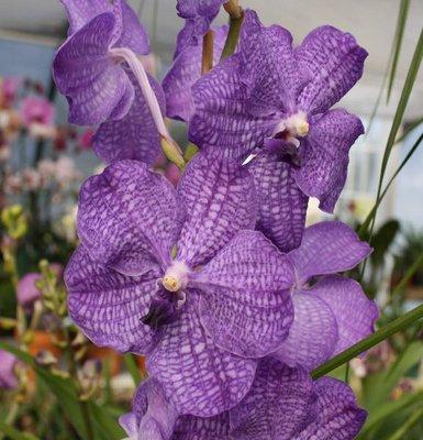 Vanda Orchids!