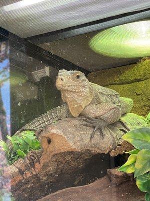 Iguana for sale