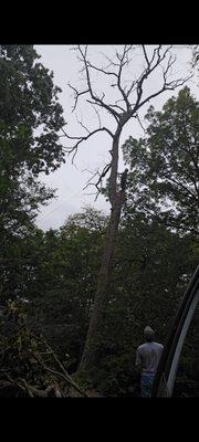 Couldn't get equipment to the tree.So we had to manually climb a large dead Oak next to a home and get it down