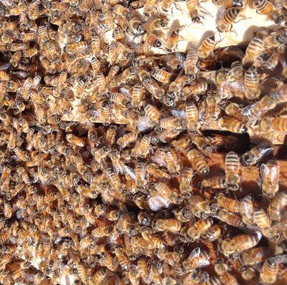 Bees covering frames tops in a hive.