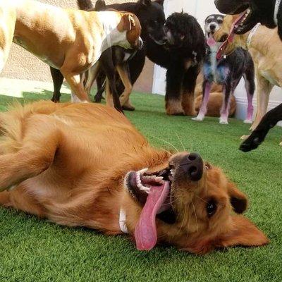 Ready to try doggie daycare? First time guests can try us FREE with 2 complimentary days of daycare.